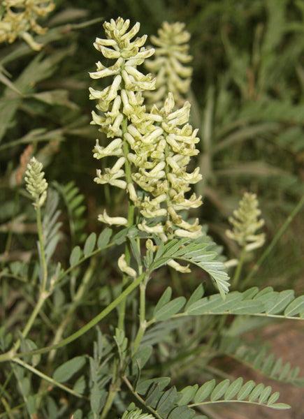plant licorice seeds Glycyrrhiza lepidota Seeds