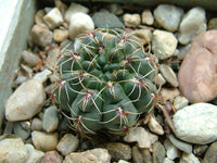 Gymnocalycium baldianum 25 Seeds - Dwarf Chin Cactus