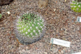 Gymnocalycium saglione 50 Seeds - Giant Chin Cactus