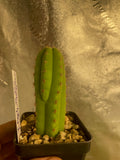 Echinopsis pachy. 25 Seeds - Tricho pachy.