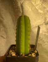 Echinopsis pachy. 25 Seeds - Tricho pachy.