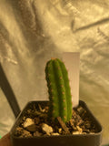 Echinopsis pachy. 25 Seeds - Tricho pachy.