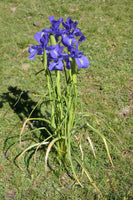 Iris latifolia 10 Seeds - English Iris