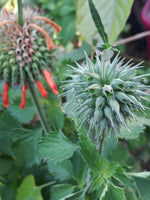 Leonotis nepetifolia 25 Seeds - Klip Dagga