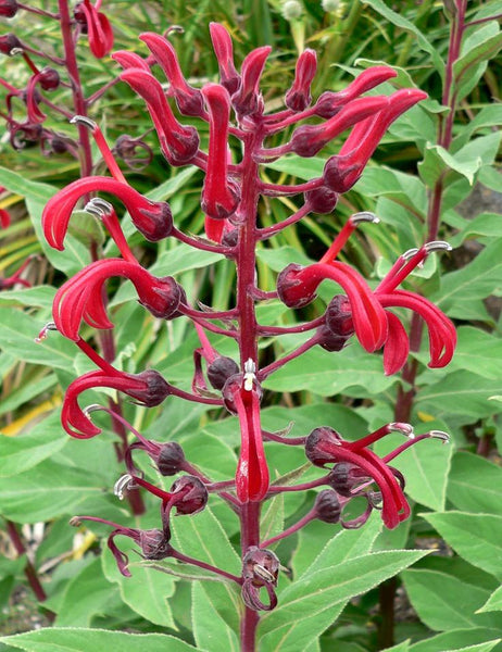 Lobelia tupa 30 Seeds - Devil's Tobacco