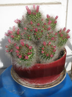 Mammillaria bocasana Seeds - Powder Puff Pincushion