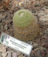 Mammillaria formosa 25 Seeds - Owl Eye Cactus