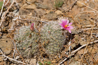 Mammillaria grahamii Seeds - Graham's Nipple Cactus