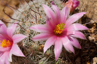 Mammillaria grahamii Seeds - Graham's Nipple Cactus