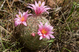 Mammillaria grahamii Seeds - Graham's Nipple Cactus