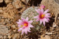 Mammillaria grahamii Seeds - Graham's Nipple Cactus