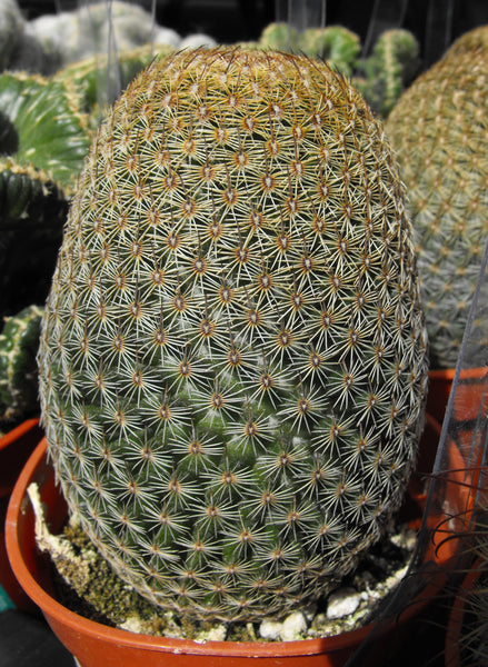 Mammillaria matudae 25 Seeds - Thumb Cactus