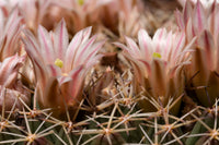 Mammillaria meiacantha 25 Seeds - Little Pincushion Cactus