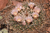 Mammillaria meiacantha 25 Seeds - Little Pincushion Cactus