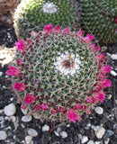 Mammillaria mystax 25 Seeds - Powder Puff Cactus