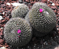 Mammillaria mystax 25 Seeds - Powder Puff Cactus