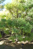 Melaleuca linariifolia 100 Seeds - Snow in Summer