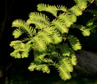 Metasequoia glyptostroboides 500 Seeds - Dawn Redwood