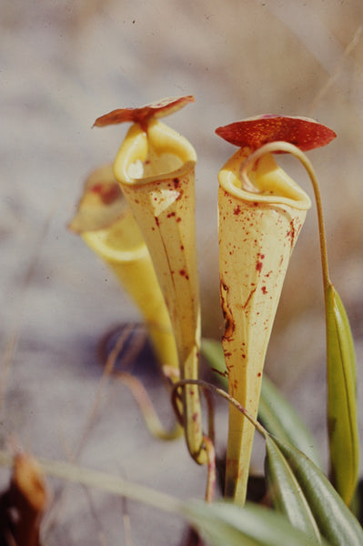 nepenthes pitcher plant seeds Nepenthes madagascariensis Seeds