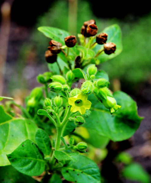 tobacco flower seeds Nicotiana rustica Seeds