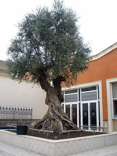 Olea europaea Seeds - Olive Tree