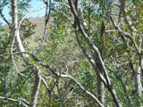 Olneya tesota Seeds - Ironwood