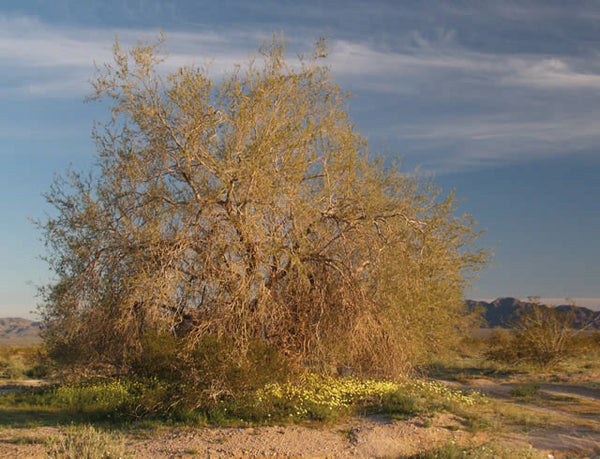 Olneya tesota Seeds - Ironwood