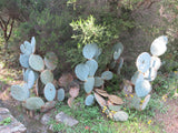 Opuntia robusta Seeds - Silver Dollar Prickly Pear