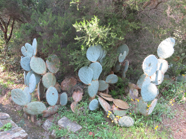 prickly pear cactus from seed Opuntia robusta Seeds