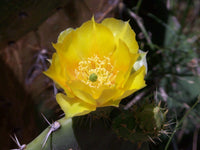dollar prickly pear cactus Opuntia robusta Seeds