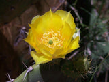 Opuntia robusta Seeds - Silver Dollar Prickly Pear