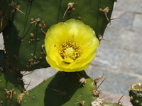 Opuntia streptacantha 20 Seeds - Giant Prickly Pear