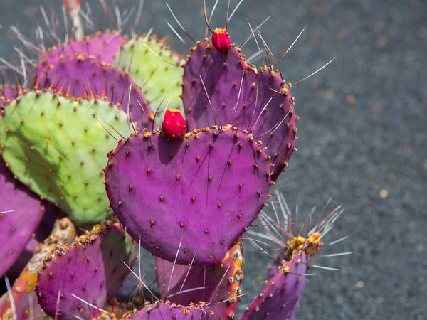 purple prickly pear cactus opuntia violacea Opuntia violacea var. macrocentra Seeds