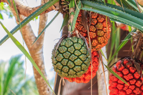 pandan plant seeds Pandanus furcatus Seeds