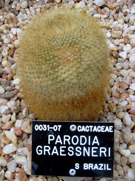 Parodia haselbergii subs. graessneri 25 Seeds - Brasilicactus graessneri