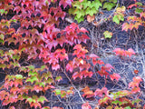 Parthenocissus tricuspidata 100 Seeds - Boston Ivy