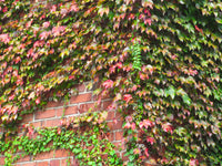 Parthenocissus tricuspidata 100 Seeds - Boston Ivy