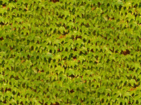 Parthenocissus tricuspidata 100 Seeds - Boston Ivy