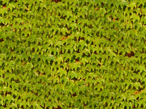 Parthenocissus tricuspidata 100 Seeds - Boston Ivy