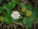 Passiflora foetida 10 Seeds - Stinking Passionflower