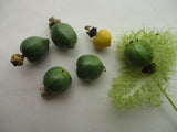 Passiflora foetida 10 Seeds - Stinking Passionflower