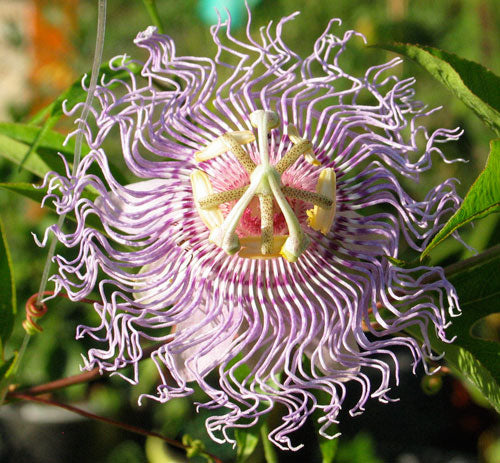 Passiflora incarnata Seeds