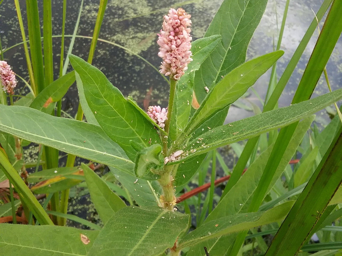 Persicaria amphibia 25 Seeds - Longroot Smartweed – thegardenofset