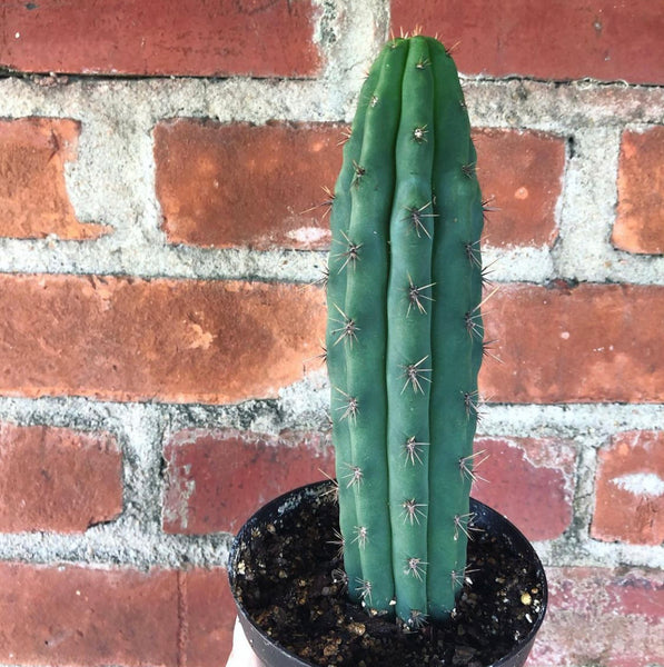 Echinopsis peruviana specimen