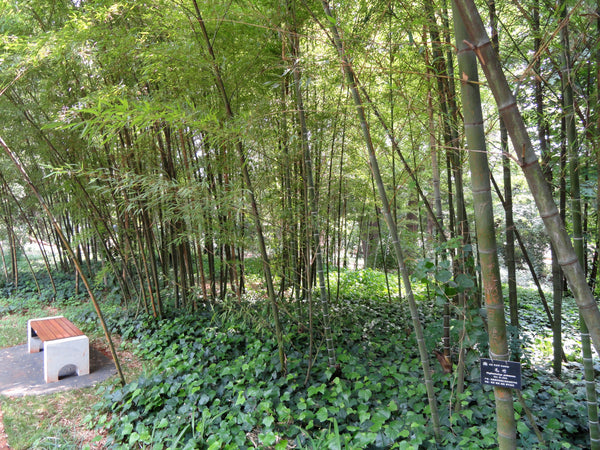 planting moso bamboo seeds Phyllostachys edulis Seeds