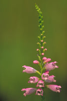 Physostegia virginiana 50 Seeds - Obedient Plant