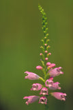 Physostegia virginiana 50 Seeds - Obedient Plant