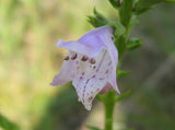 Physostegia virginiana 50 Seeds - Obedient Plant