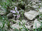 Physostegia virginiana 50 Seeds - Obedient Plant