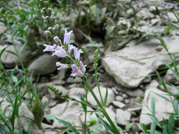 obedient plant seeds Physostegia virginiana Seeds